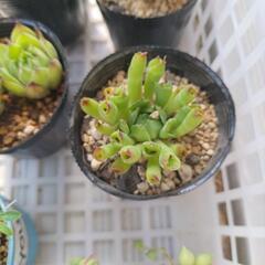多肉植物 センペルビウム他                                  の画像
