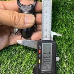 [国産オオクワガタNO:151]川西産73ミリペの画像