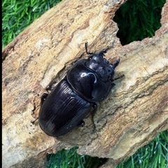 [国産オオクワガタNO:151]川西産73ミリペの画像