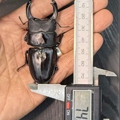 [国産オオクワガタNO:152]川西産74ミリペアーの画像