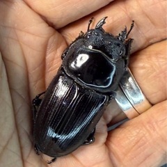 [国産オオクワガタNO:152]川西産74ミリペアーの画像