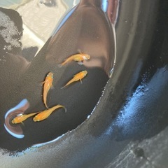 メダカ　紅帝　若魚　5匹の画像