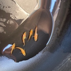メダカ　紅帝　若魚　5匹の画像