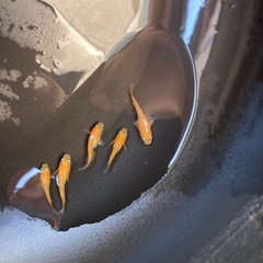 メダカ　紅帝　若魚　5匹の画像
