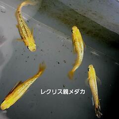 レクリスめだかの画像