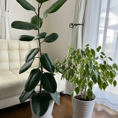 観葉植物🪴
の画像
