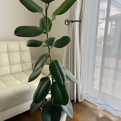 観葉植物🪴
の画像