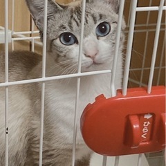 シロちゃん