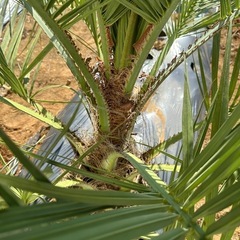 ココスヤシ　② 土上130cm 幹の太さ30cmの画像