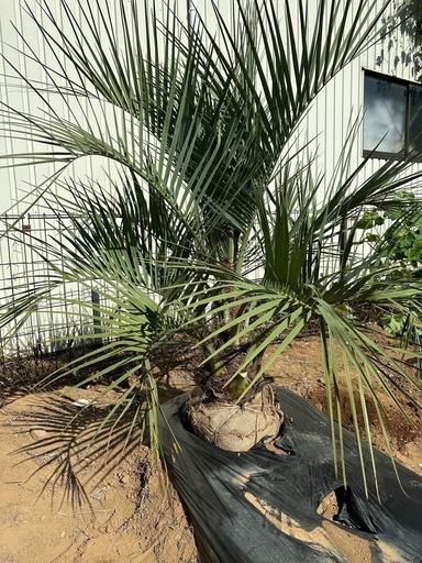 ココスヤシ　② 土上130cm 幹の太さ30cm