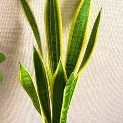 サンセベリア（植木鉢と土付き）センスベリア）の画像