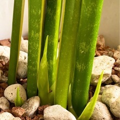 サンセベリア（植木鉢と土付き）センスベリア）の画像
