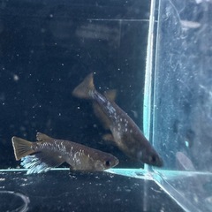 メダカ【オランジェ】①ペア　(夢中メダカ様血統)の画像