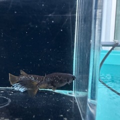 メダカ【オランジェ】①ペア　(夢中メダカ様血統)の画像