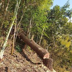 高所伐採、特殊伐採、樹木の枝払い、草刈り