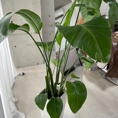 オーガスタの画像