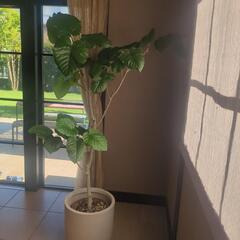 観葉植物（おしゃれな鉢付き）の画像