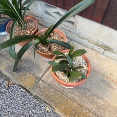 鉢植えの画像