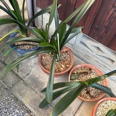 鉢植えの画像