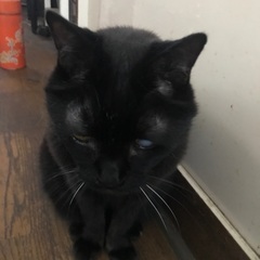 オス黒猫10歳里親募集