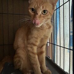 甘え上手な茶トラちゃん(メス、約1歳)