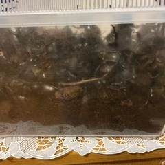 カブトムシ　オスの画像