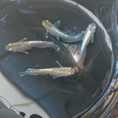 メダカ  色々の画像