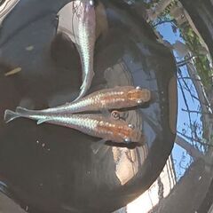 メダカ  色々の画像