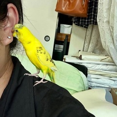 セキセイインコ 2羽 黄色 青白