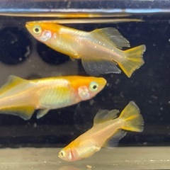 受付中🔴プラチナ牡丹 幼魚～若魚10匹 めだか ヒカリ体型 可愛いメダカの画像
