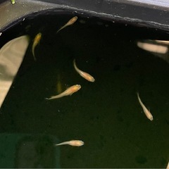 受付中🔴プラチナ牡丹 幼魚～若魚10匹 めだか ヒカリ体型 可愛いメダカの画像