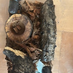 カブトムシ　オスとメスセット売り　の画像