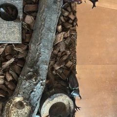 カブトムシ　オスとメスセット売り　の画像