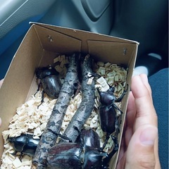 カブトムシ　オスとメスセット売り　の画像