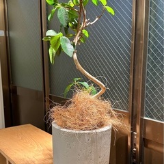 植木鉢 プランター セメント 美品の画像