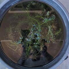 白メダカを育ててみませんか？の画像