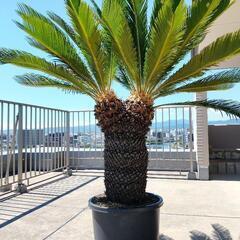 植木鉢植えのソテツ（サイズ大）