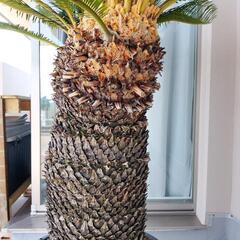 植木鉢植えのソテツ（サイズ大）の画像