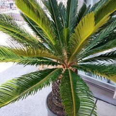 植木鉢植えのソテツ（サイズ大）の画像