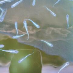 メダカ（青蝶）の画像