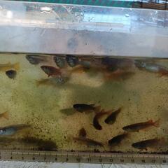 【★御購入者様決定😁】MARIMOYA　メダカ　R7.4月生まれ　175匹x1セット限り！　オマケ仔魚🐟200匹　産卵中〜　お一人様の画像