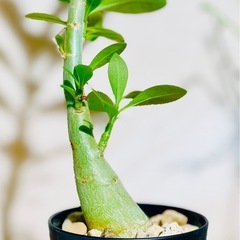 30cmサイズ！お得！鉢付き！人気の塊根植物アデニウム！早いもの勝ち！の画像