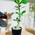 ランキングキーワードに紐づく投稿画像-観葉植物