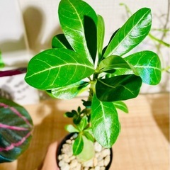 30cmサイズ！お得！鉢付き！人気の塊根植物アデニウム！早いもの勝ち！の画像