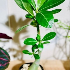 30cmサイズ！お得！鉢付き！人気の塊根植物アデニウム！早いもの勝ち！の画像