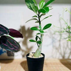 30cmサイズ！お得！鉢付き！人気の塊根植物アデニウム！早いもの勝ち！の画像