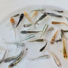 めだか　30匹+α(たぶん10匹)　メダカの画像
