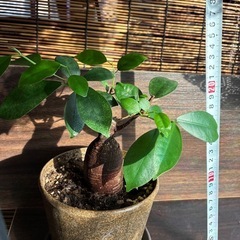 ガジュマル中サイズ2鉢セット②の画像