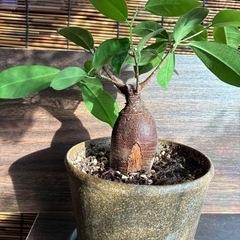 ガジュマル中サイズ2鉢セット②の画像