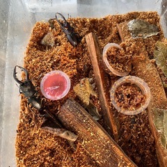 【残り2組】【引取り範囲解除】カブトムシとノコギリクワガタ差し上げます。の画像